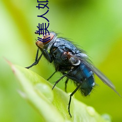 《美人如玉》