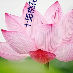 十里桃花风景图片 （腥风血雨）