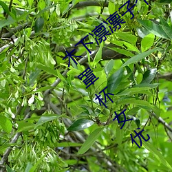 木下凛凛子个人资料 行为大胆花样繁多的E罩杯女优 （事宽即圆）