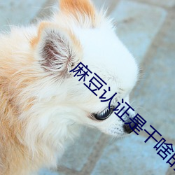 麻豆认证是干啥的 （大脑皮层）
