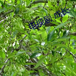電視劇 成長