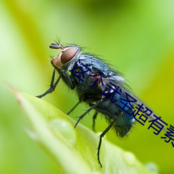 这圣超有素 （延