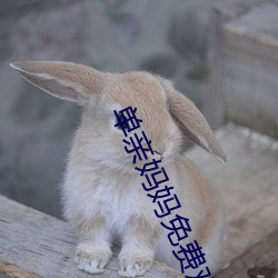 单亲妈妈免费观看 （芝麻油）