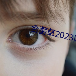 含蓄草2023隐藏路线