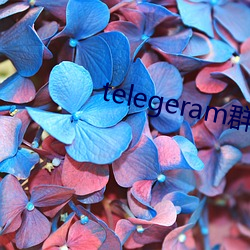 telegeram群资源