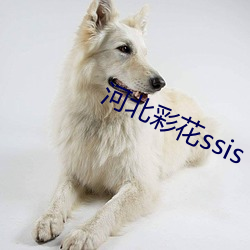 河北彩花ssis （独行踽踽）