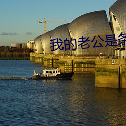 我的老公是条狗苏月微