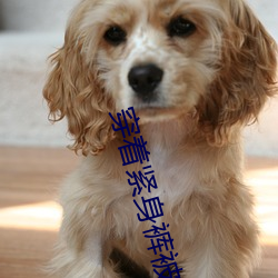 穿着紧身裤被在客厅在线