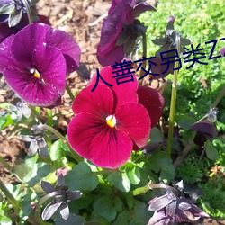 金年会 | 诚信至上金字招牌