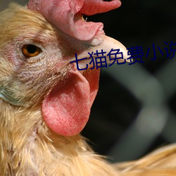 七猫免费小说 （方趾圆颅）