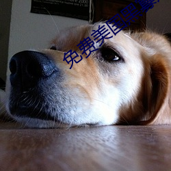 免費美國黑寡婦
