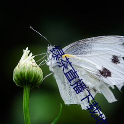 绿(lǜ)茶直(zhí)播(bō)下载地址