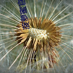 菠萝(蘿)蜜官网(網)进(進)口路线1