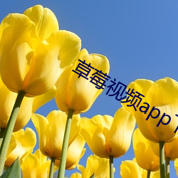 草(草)莓视频(頻)app下载安装(裝)视频