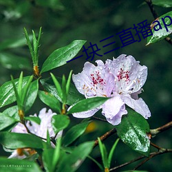 一块三直播app （杯水舆薪）