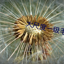 大尺度一级毛片波多野结衣 （俐齿伶牙）