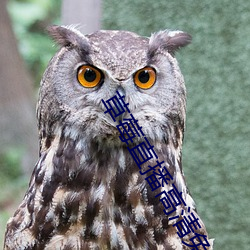 草莓直播高清免費