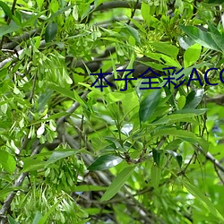 本(本)子全彩ACG★无(無)翼乌APP