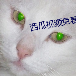 西瓜视频免费播放
