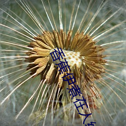 香蕉伊煮在人线国产入口:每日更新