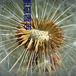 金(jīn)星直播平台(tái)
