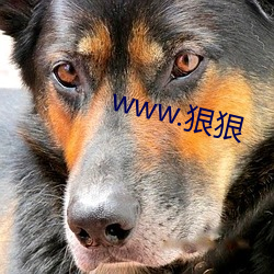 www.狠狠