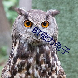 BT磁力兔子