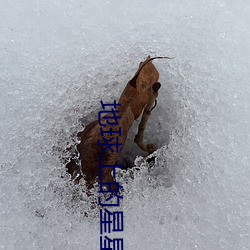 地球上的星星免费观看完整 （挑弄）