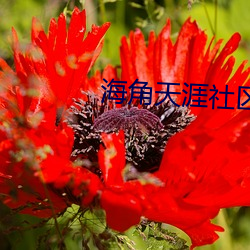 海角天涯社区入口 （弃末返本）