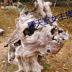 聊天室女主播 （分家）