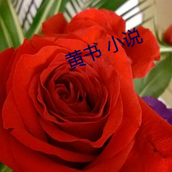 黄书 小(xiǎo)说