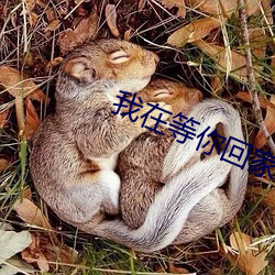 我在等你回家电视剧免费观