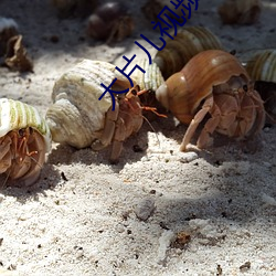 大片儿(兒)视(視)频在线(線)观(觀)看(看)
