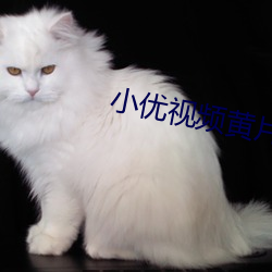 小优视频(頻)黄(黃)片