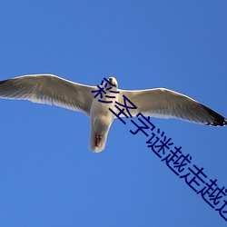 彩圣字(字)谜越走越远没有站稳