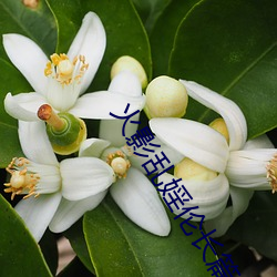 火影亂婬倫長篇小說全集