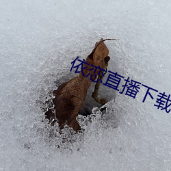 依恋直播下(下)载456tv
