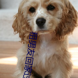 租男友回家过麦