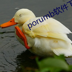porumb软件下载
