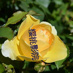 樱桃(táo)影院