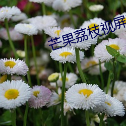 芒果荔枝视屏黄 （法徽）