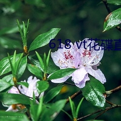 618 vt花(huā)碟直播