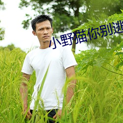 小野猫你别逃
