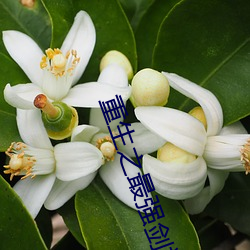 重生之最强剑(劍)神