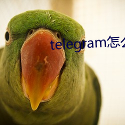 telegram怎么找盘口