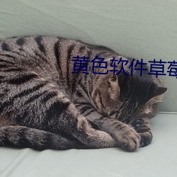 黃色軟件草莓絲瓜秋葵免費