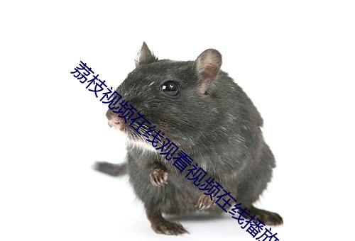 荔枝视频在线观看视频在线播放