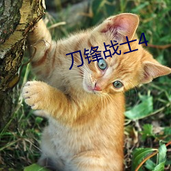 刀锋战士(士)4