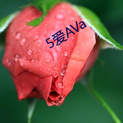 5爱AVa