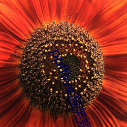 ppfflive泡芙短視頻